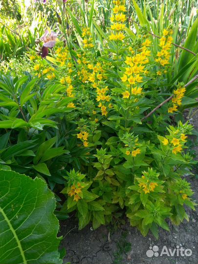 Ирисы,сентябрины,вербейник и др