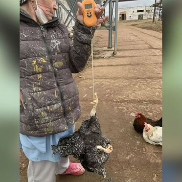 Петухи на мясо 4-5 мес с доставкой на дом