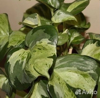 Комнатные сциндапсус, эпипремнум