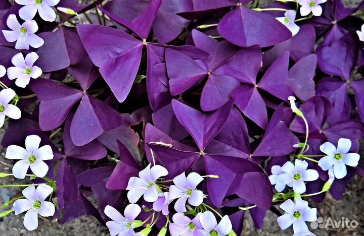 Оксалис (кислица)