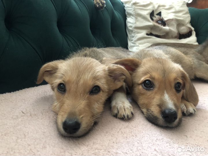 Отдам даром добрые руки щенка