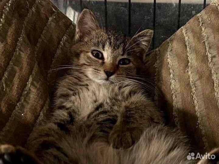 Котик в добрые руки