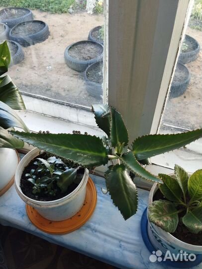 Каланхоэ лечебное