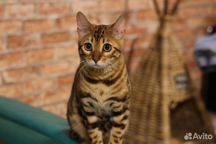 Бенгальская кошка