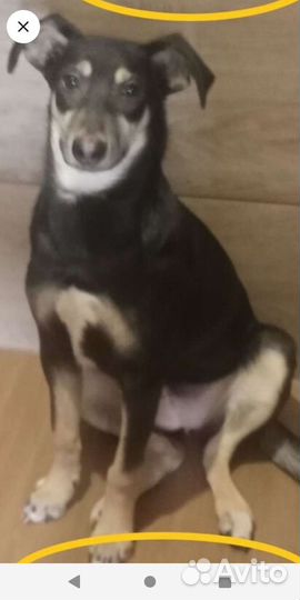 Щенок мальчик