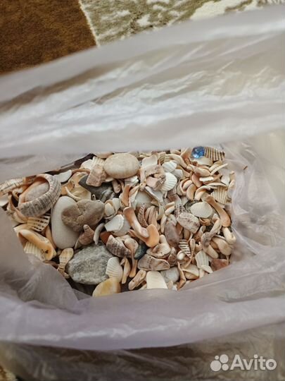 Ракушки морские