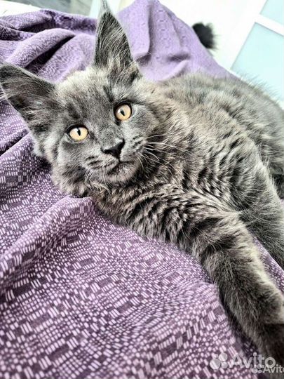 Котёнок мейн-кун