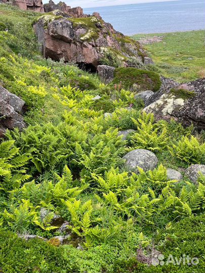 Тур - Летняя Териберка