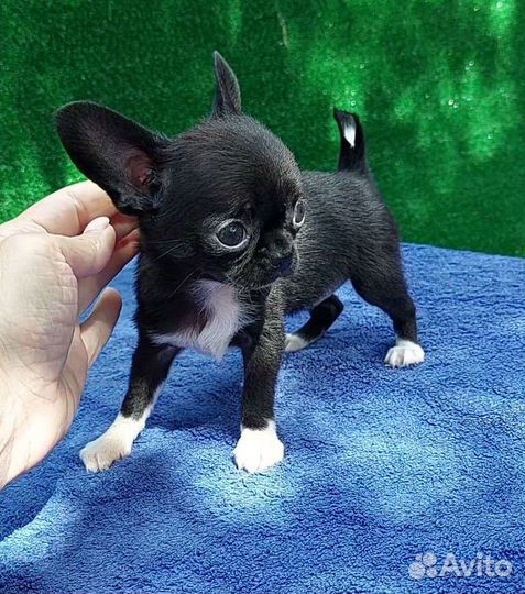 Чихуахуа мини девочка гладкошерстная