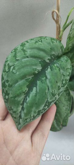 Сциндапсус Сильвер Сплеш Блю (Silver Splash Blue)