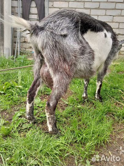Коза дойная молочная.2,5 года