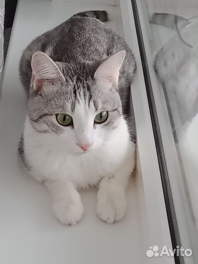 Кот в дар бесплатно