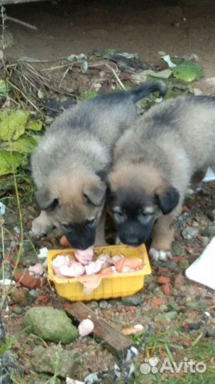 Щенки в добрые руки