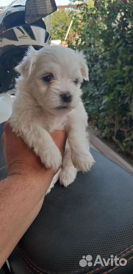 Мальтийская болонка мольтезе