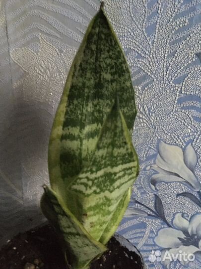 Сансевиерия