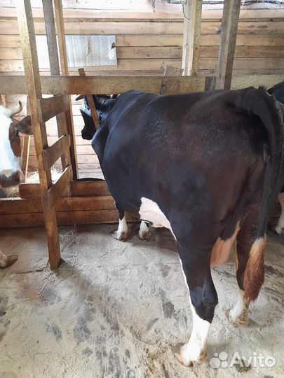 Коровы бычки