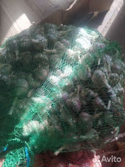 Чеснок Любаша