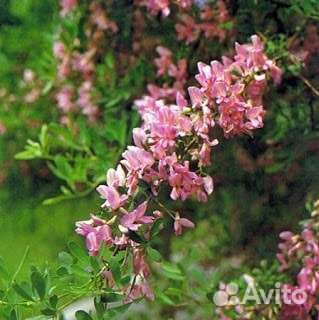 Чингиль(Чемыш)