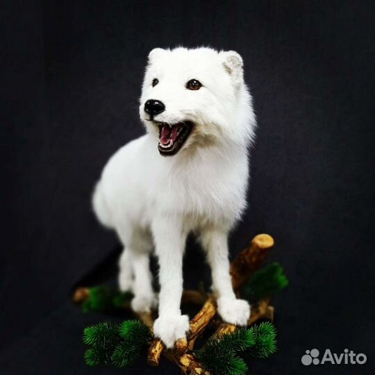 Таксидермия Изготовление чучел птиц и зверей