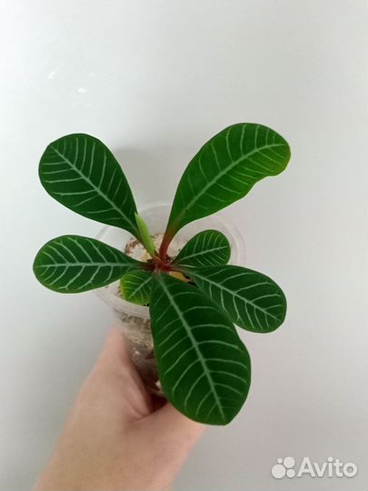 Молочай беложильчатый