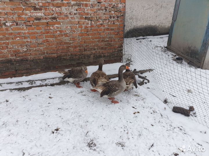 Гуси Холмогорские и бойцовые