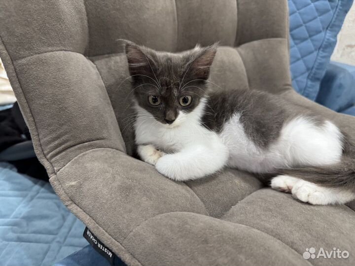 Отдам в добрые руки