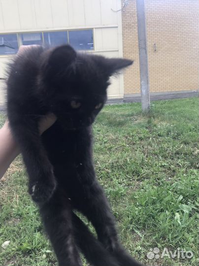 Черный котенок девочка