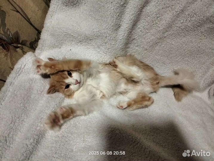 Кошка в дар