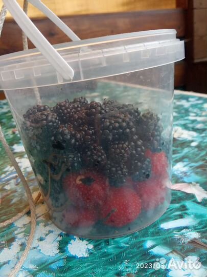 Саженцы тибетской малины и простой