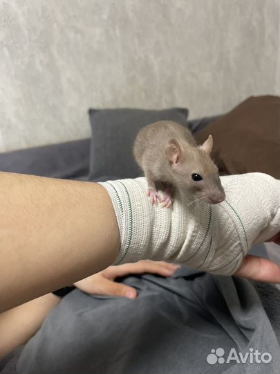 Крыса дамбо с клеткой