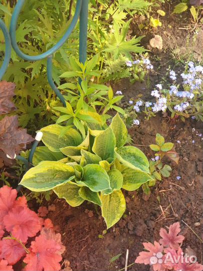 Цветы многолетние