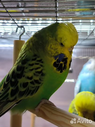 Попугай чех самка