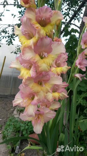 Гортензия Анабель