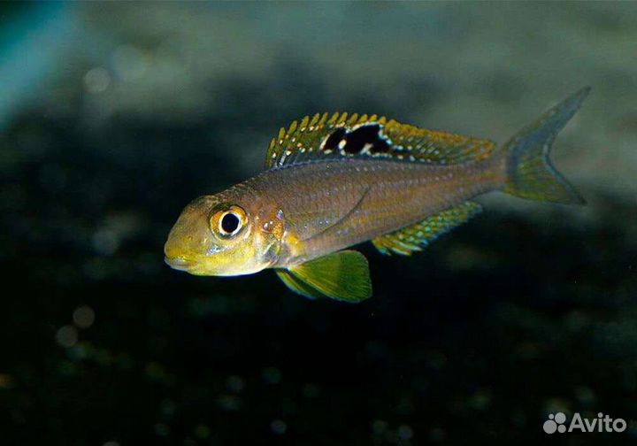Xenotilapia sp. «papilio» msalaba(оз.Танганьика)