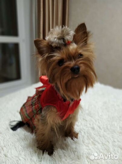 Платье для собак