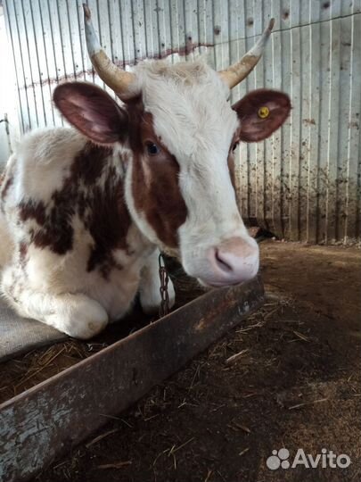 Телка айширская 1,8 месяцев