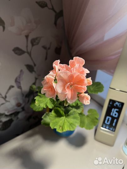 Пеларгония герань розовая мохровая