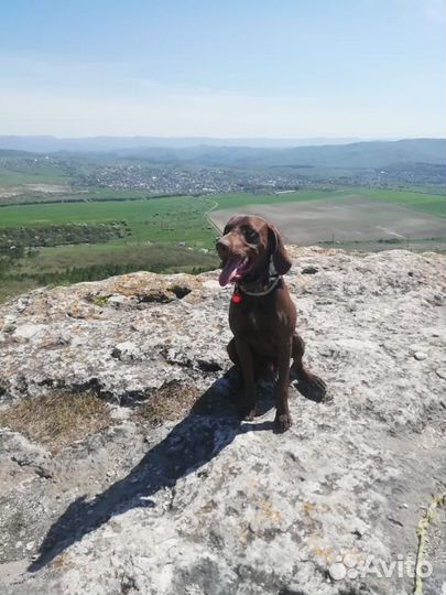 Курцхаар вязка