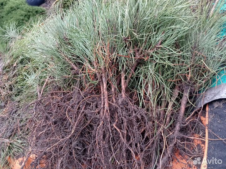 Сеянцы саженцы Сосна крымская