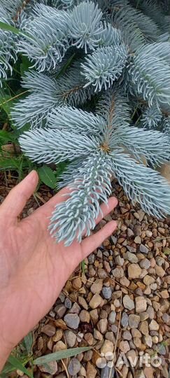 Ель хупси 160 см