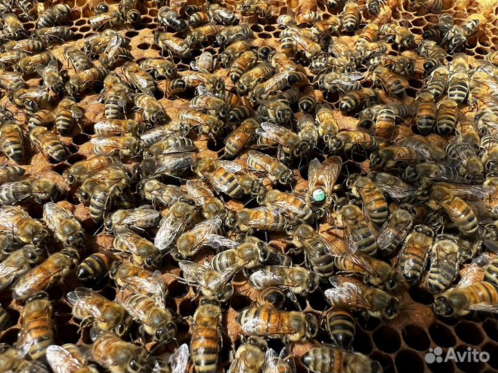 Пчеломатки бакфаст, карника ф1