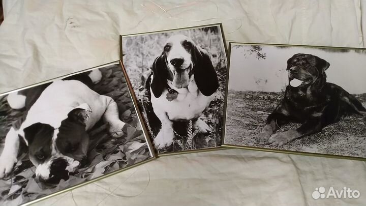 Фотопортреты собак в разборных рамках. СССР