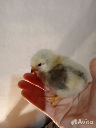Цыплята разных породистых кур