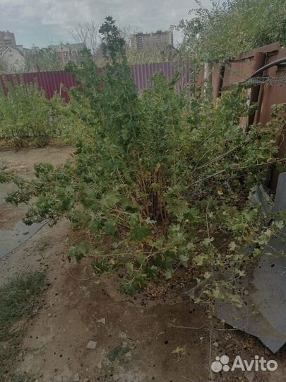 Саженцы черной смородины