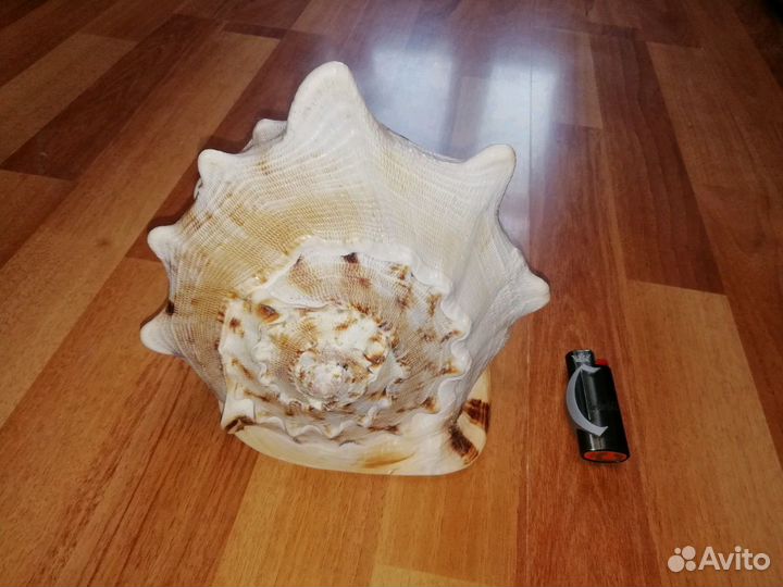 Большая морская раковина ракушка