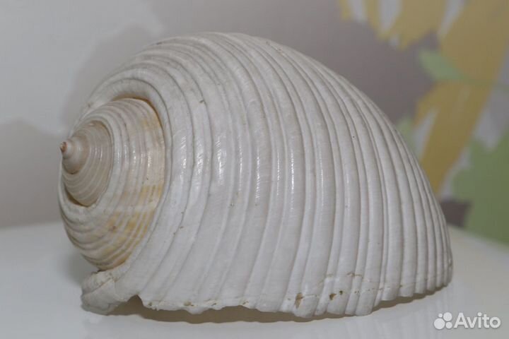 Морская раковина аквариум Тонна Танкервиллии