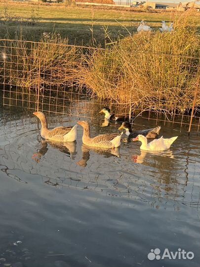 Гуси утки