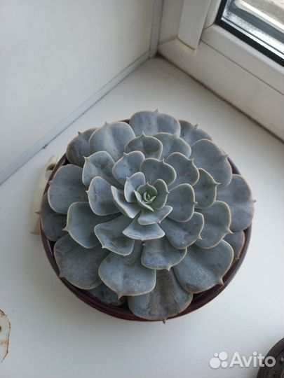 Набор суккулентов в аккуратном керамическом кашпо