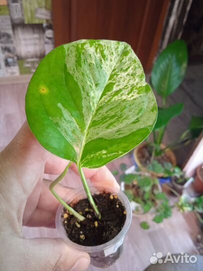 Комнатные цветы