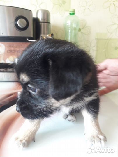 Щенок в добрые руки бесплатно девочка